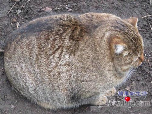 貓能肥的這麼漂亮也不簡單