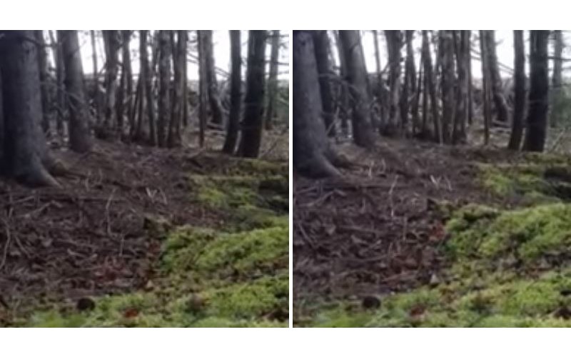 他在森林親眼目睹「地球在呼吸」，拍下地表正在「吸吐氣」的罕見影片