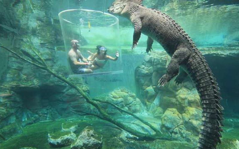 「恐怖水缸」讓你跟鱷魚面對面共游  「恐懼指數破表」敢挑戰的都是勇者