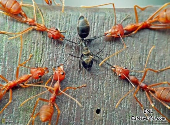 螞蟻的團戰