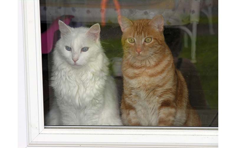 對貓咪來說，只能在室內生活很可憐嗎貓咪一直盯著窗外是想出去嗎讓寵物專家為您解答