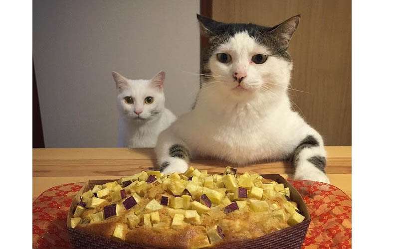 萌炸了  貓奴記錄下兩隻貓咪成天看人吃飯的反應表情，差點笑歪了