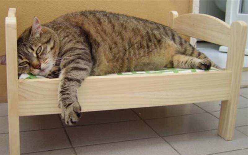 貓奴在IKEA買了一個睡床要給主子，結果睡到一半就崩潰了