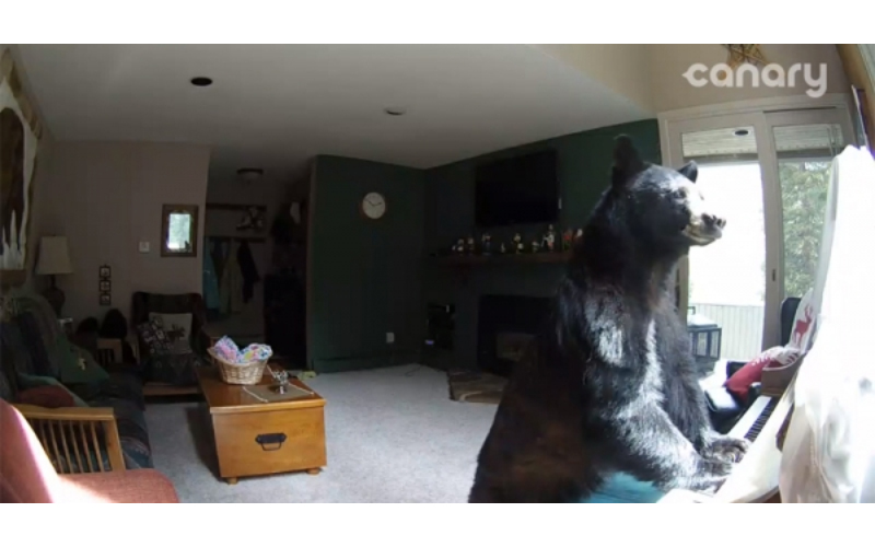她發現「家裡遭小偷」調監視器一看卻驚呆「一隻熊在彈鋼琴」  （影片）