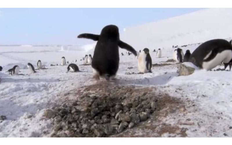 企鵝築巢「石頭一直不見」小偷全被錄下「偷瞄  裝傻表情超賊」