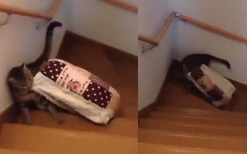 貓咪自己拖著床鋪想到二樓睡，沒想到快抵達時差點崩潰，讓牠頓時覺得心好累
