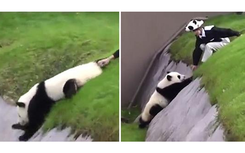 貪玩熊貓「煞車失靈」慘摔斜坡，下一秒驚慌爬不上去，網笑：幫QQ