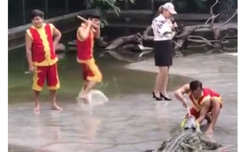 泰國大師表演「氣球放進鱷魚嘴」，眼見快成功「天兵助手竟神來一筆」全體嚇傻狂逃命：超丟臉  （ 影 ）